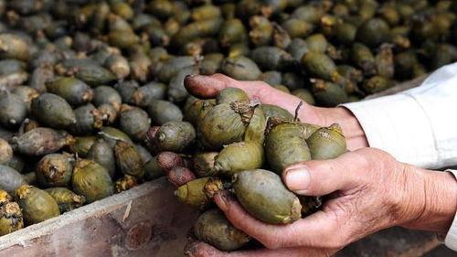 娱乐吃瓜酱过年焦虑等级,娱乐吃瓜酱带你领略不同等级的焦虑狂欢