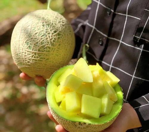 娱乐吃瓜场地是什么