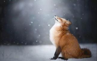 娱乐吃瓜丫狐狸,揭秘丫狐狸背后的故事